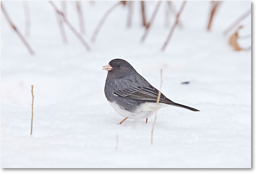 JuncoDarkEyed-Virginia-2015Feb-1DXA1222 copy