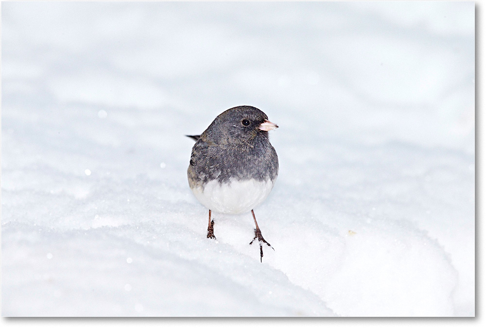 JuncoDarkEyed-Virginia-2015Feb-1DXA1225 copy