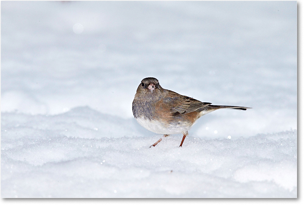 JuncoDarkEyed-Virginia-2015Feb-1DXA1242 copy