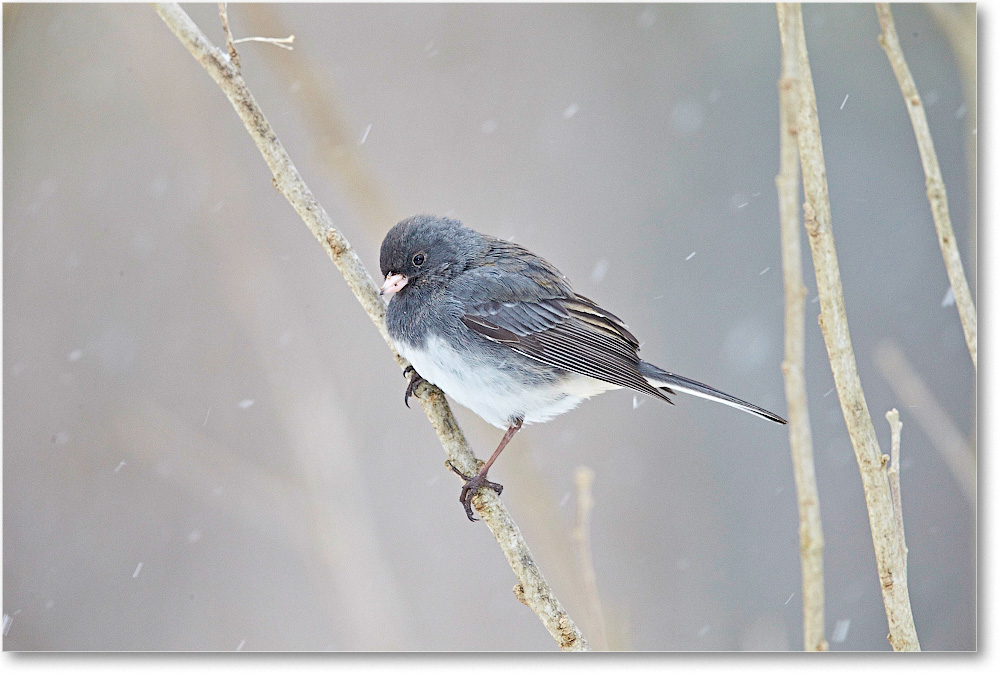 JuncoDarkEyed-Virginia-2015Feb-1DXA1273 copy