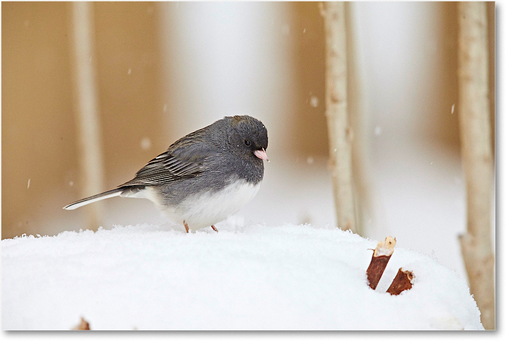 JuncoDarkEyed-Virginia-2015Feb-1DXA1282 copy