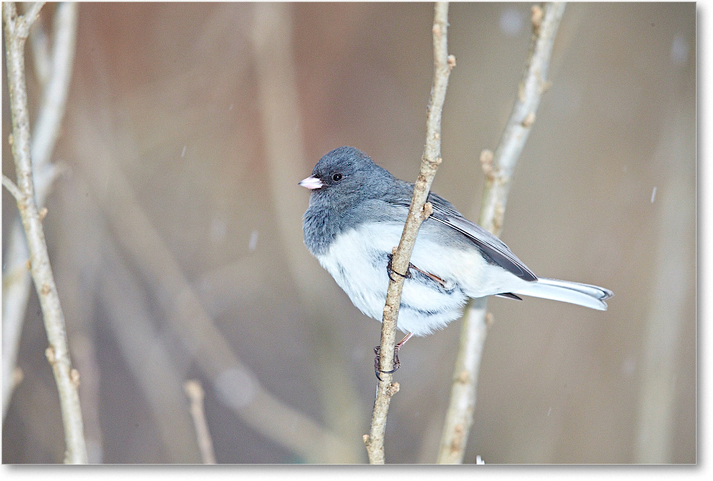 JuncoDarkEyed-Virginia-2015Feb-1DXA1284 copy