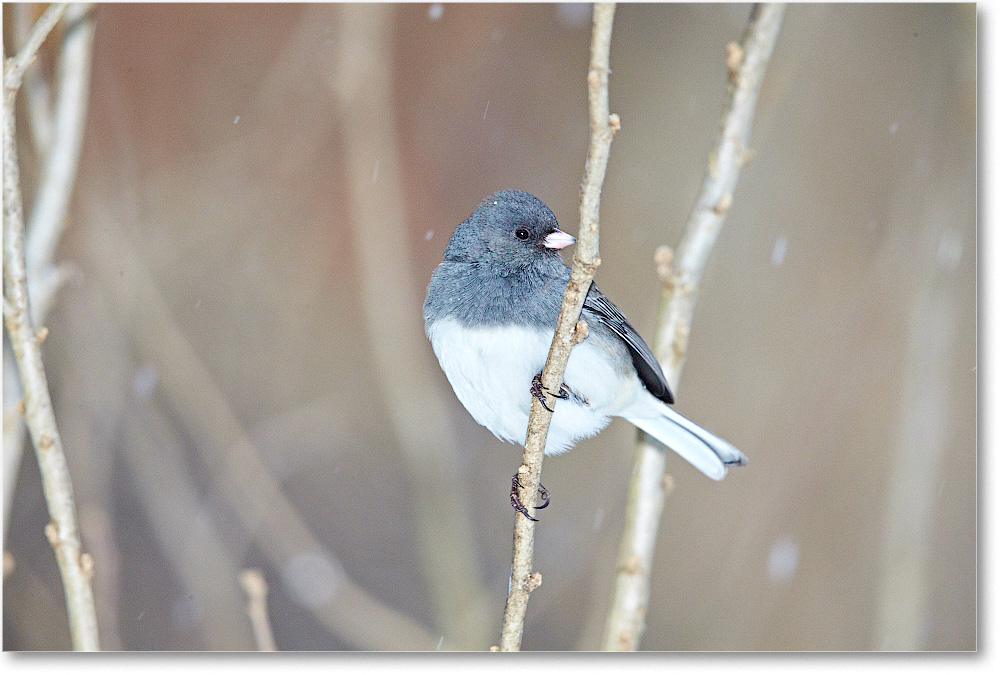JuncoDarkEyed-Virginia-2015Feb-1DXA1285 copy