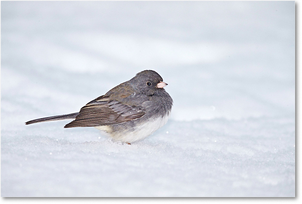JuncoDarkEyed-Virginia-2015Feb-1DXA1323 copy