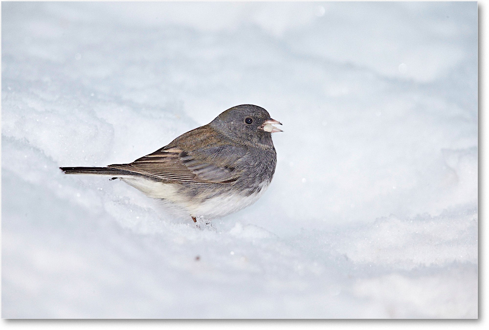 JuncoDarkEyed-Virginia-2015Feb-1DXA1326 copy
