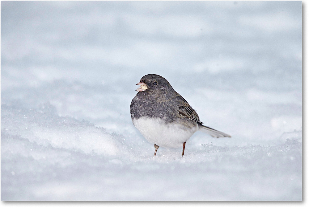 JuncoDarkEyed-Virginia-2015Feb-1DXA1331 copy