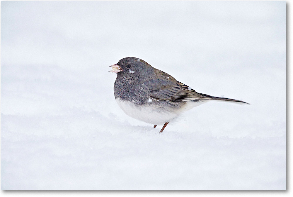 JuncoDarkEyed-Virginia-2015Feb-1DXA1334 copy