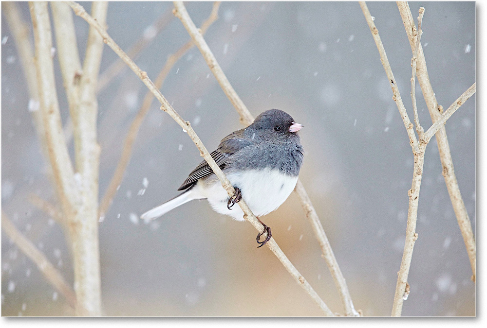 JuncoDarkEyed-Virginia-2015Feb-1DXA1342 copy
