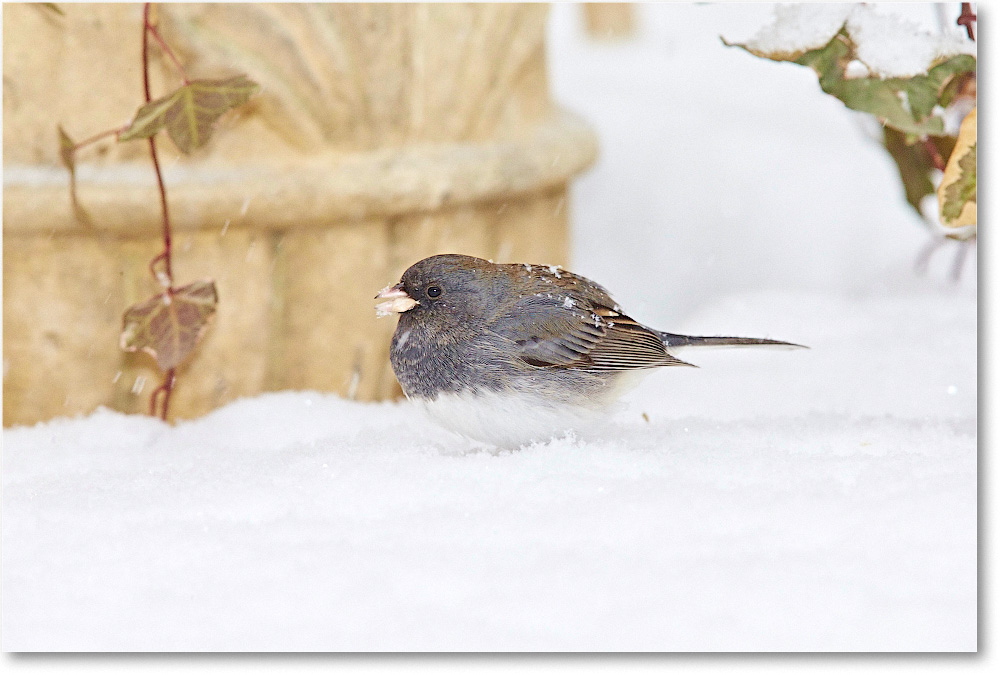 JuncoDarkEyed-Virginia-2015Feb-1DXA1365 copy