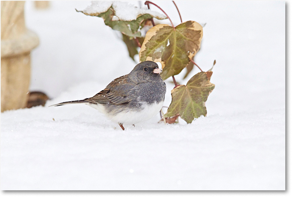 JuncoDarkEyed-Virginia-2015Feb-1DXA1376 copy