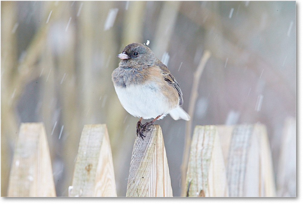 JuncoDarkEyed-Virginia-2015Feb-1DXA1385 copy