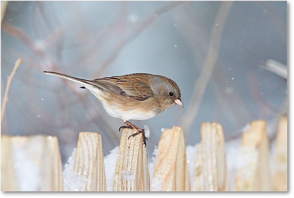 JuncoDarkEyed-Virginia-2015Feb-1DXA1425 copy