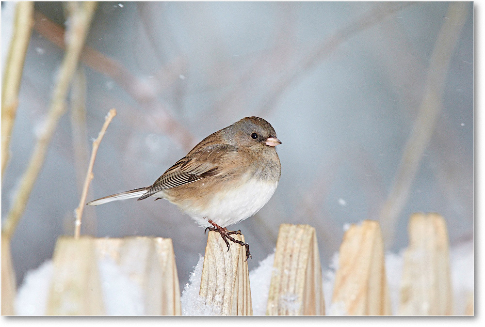 JuncoDarkEyed-Virginia-2015Feb-1DXA1441 copy