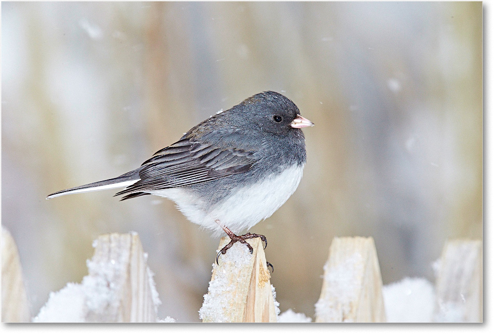 JuncoDarkEyed-Virginia-2015Feb-1DXA1456 copy