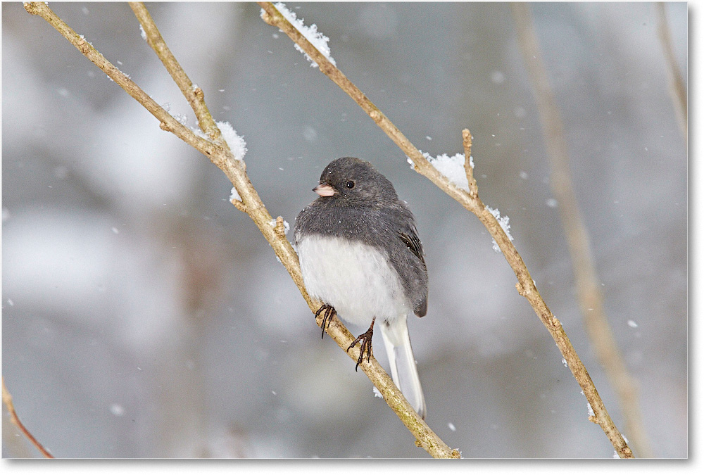 JuncoDarkEyed-Virginia-2015Feb-1DXA1474 copy