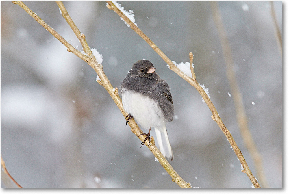JuncoDarkEyed-Virginia-2015Feb-1DXA1479 copy