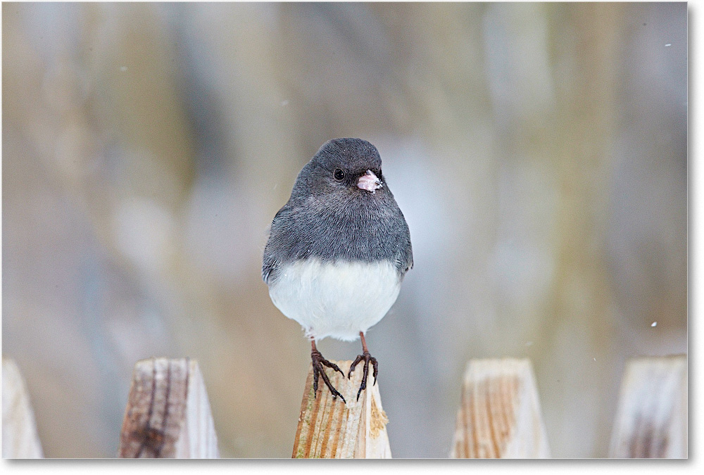 JuncoDarkEyed-Virginia-2015Feb-1DXA1576 copy