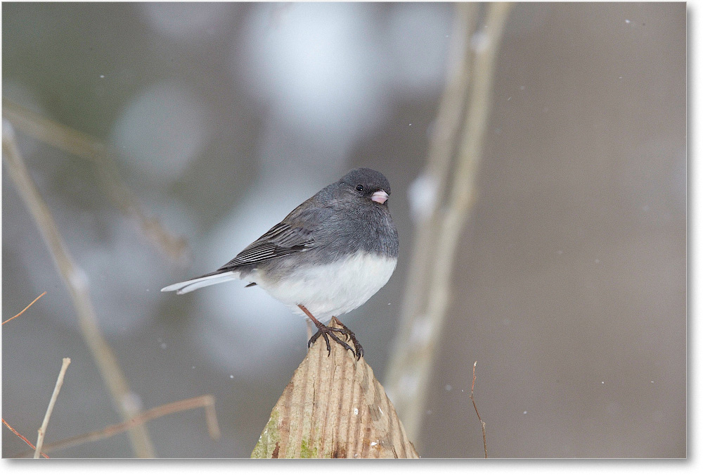 JuncoDarkEyed-Virginia-2015Feb-1DXA1599 copy