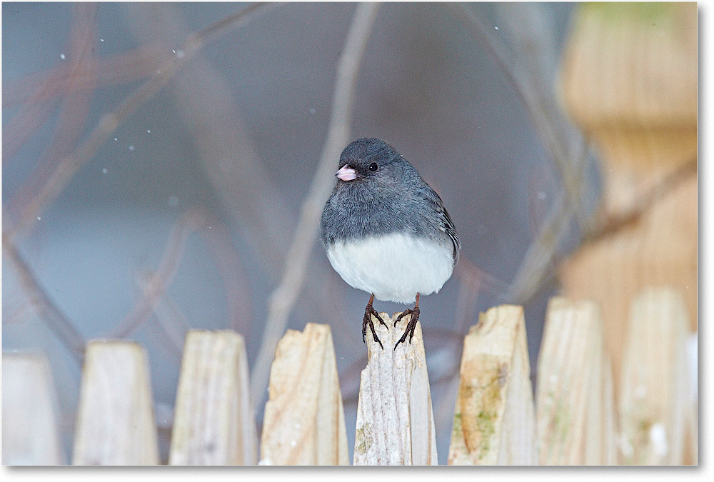 JuncoDarkEyed-Virginia-2015Feb-1DXA1601 copy