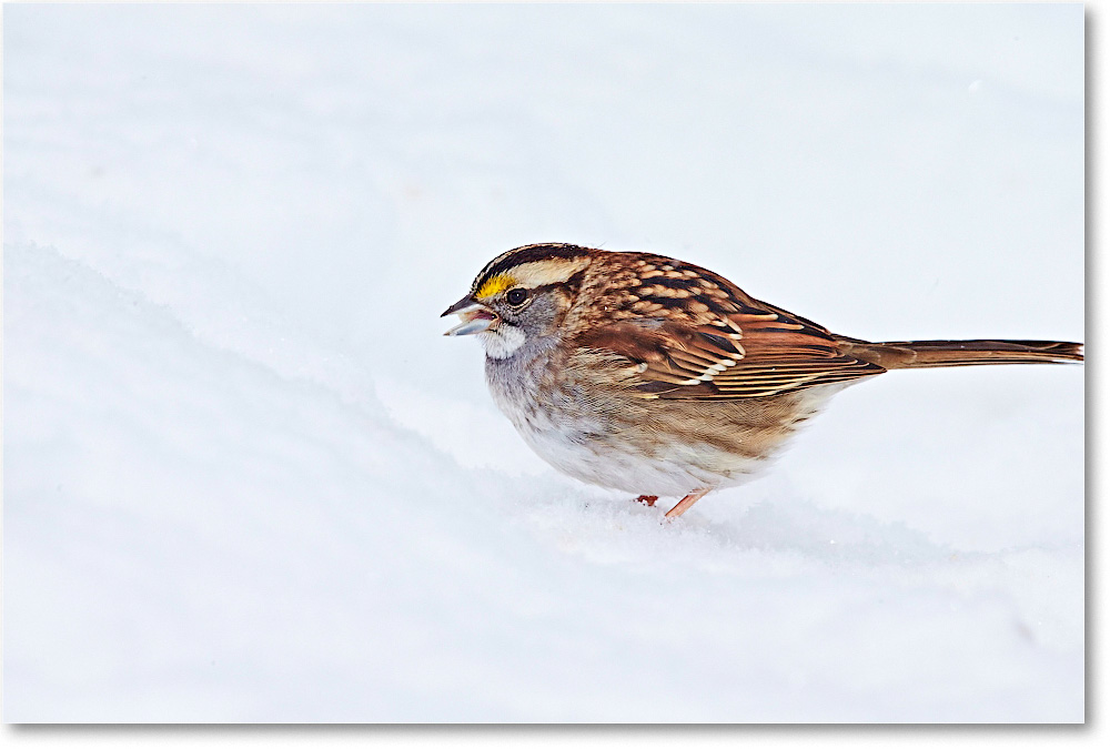 SparrowWhiteThroated-Virginia-2015Feb-1DXA1258 copy