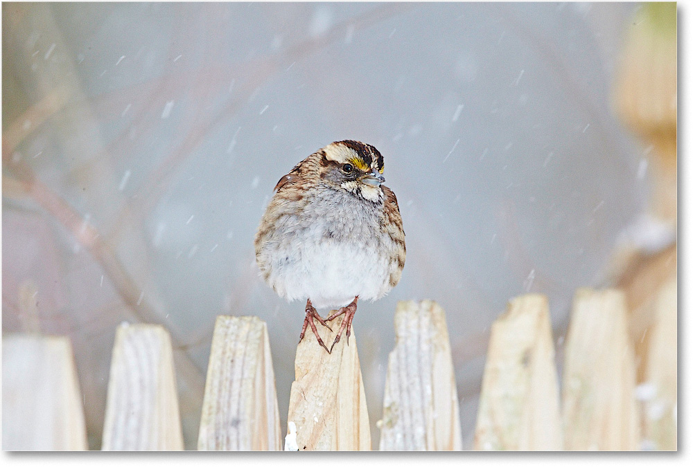 SparrowWhiteThroated-Virginia-2015Feb-1DXA1379 copy