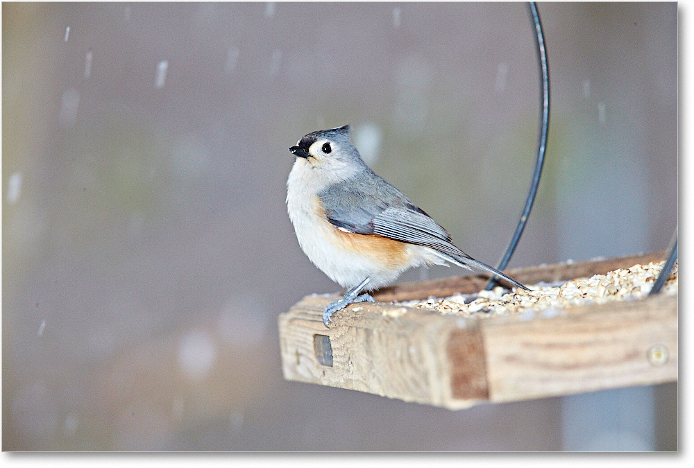 Titmouse-Virginia-2015Feb-1DXA1306 copy