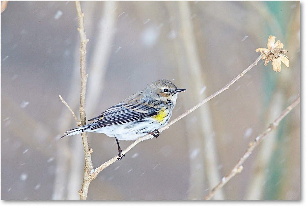 WarblerYellowRumped-Virginia-2015Feb-1DXA1206 copy