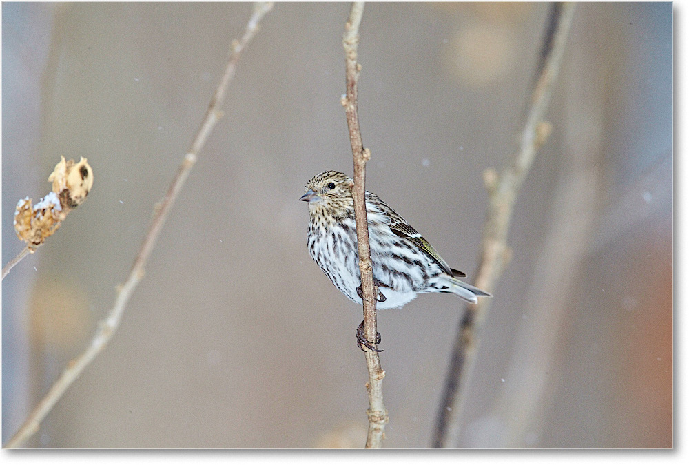 WarblerYellowRumped-Virginia-2015Feb-1DXA1559 copy