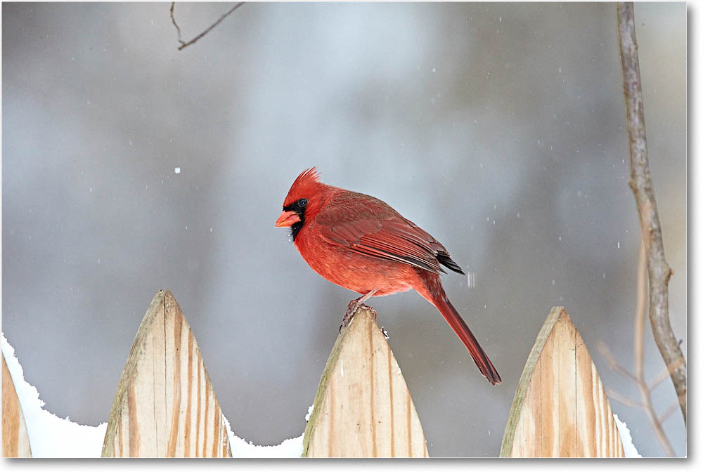 CardinalMale_Virginia_2016Feb_1DXA3169 copy