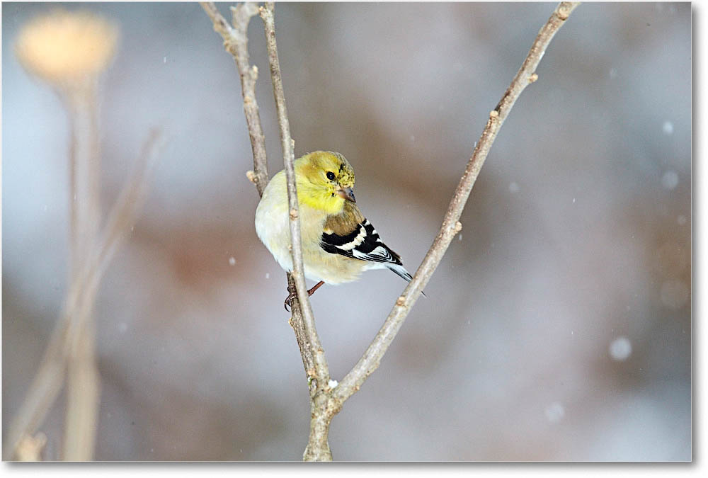 Goldfinch_Virginia_2016Feb_1DXA3146 copy