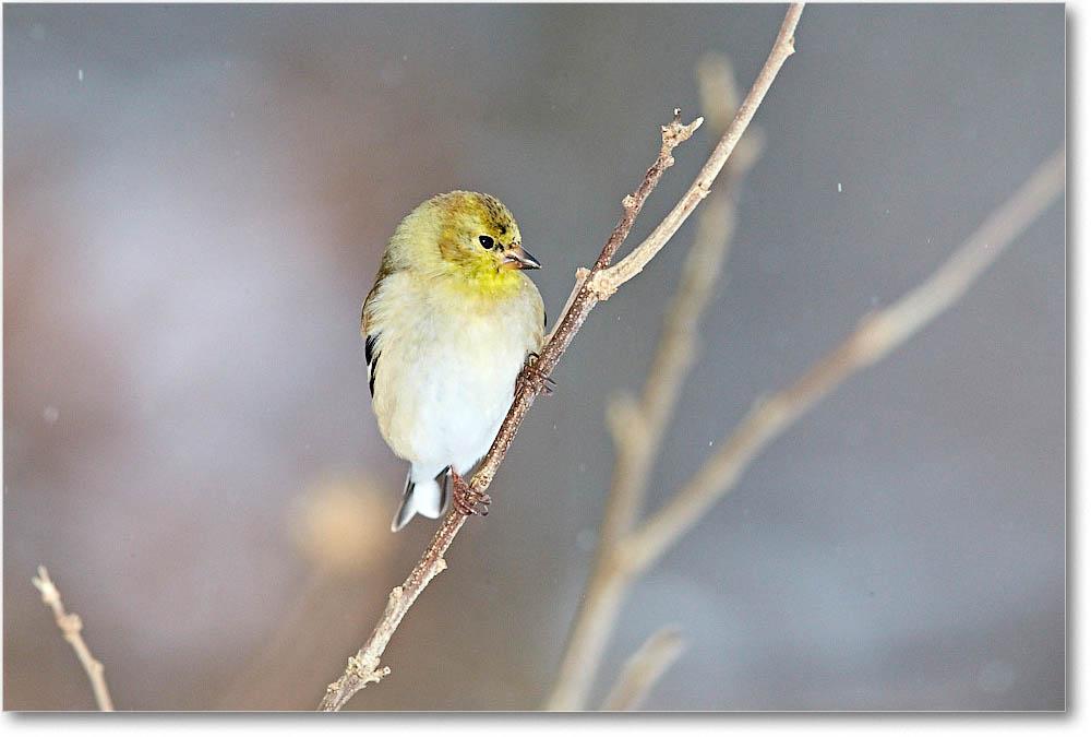 Goldfinch_Virginia_2016Feb_1DXA3154 copy