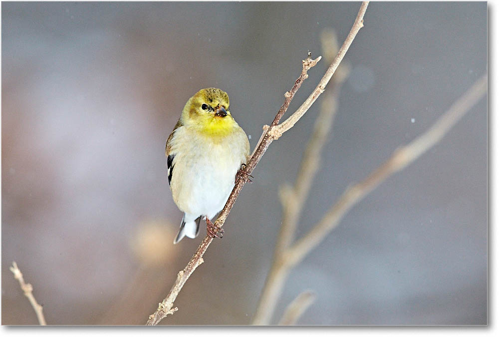 Goldfinch_Virginia_2016Feb_1DXA3155 copy