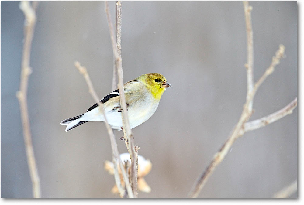 Goldfinch_Virginia_2016Feb_1DXA3205 copy