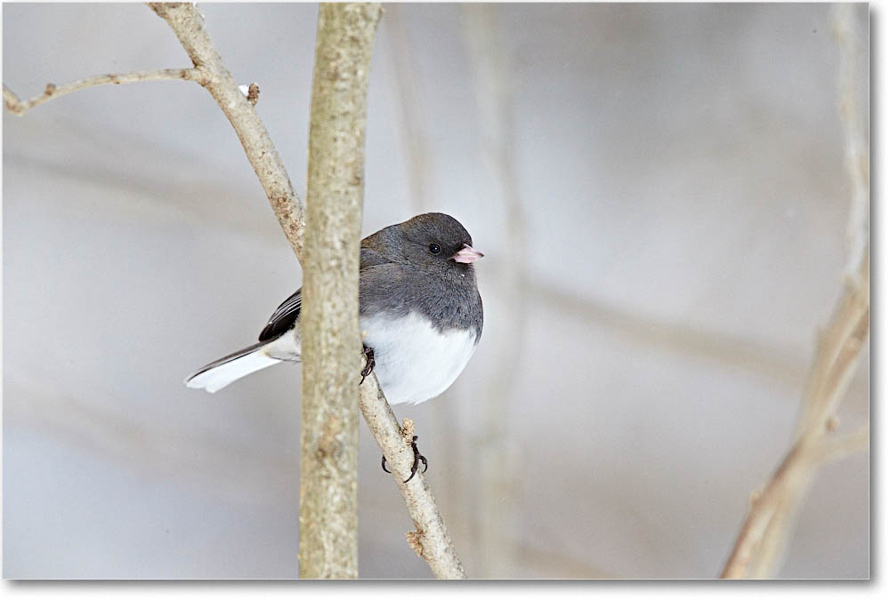 JuncoDarkEyed_Virginia_2016Feb_1DXA3192 copy
