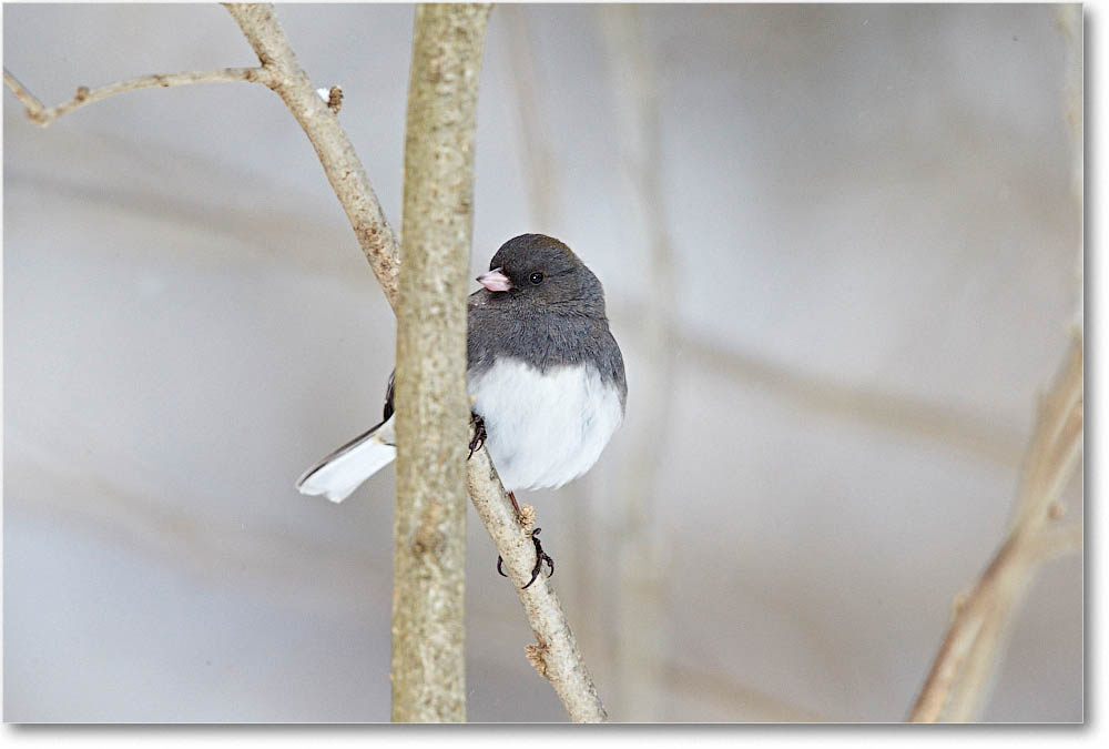 JuncoDarkEyed_Virginia_2016Feb_1DXA3195 copy