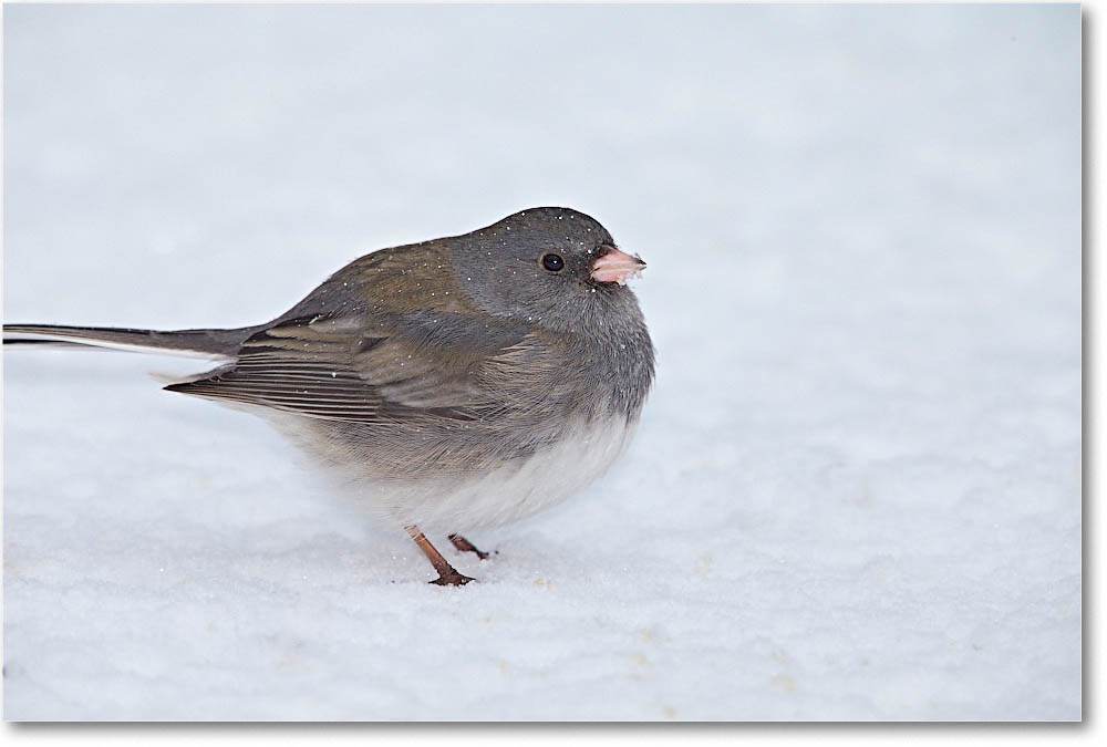 JuncoDarkEyed_Virginia_2016Jan_1DXA2954 copy