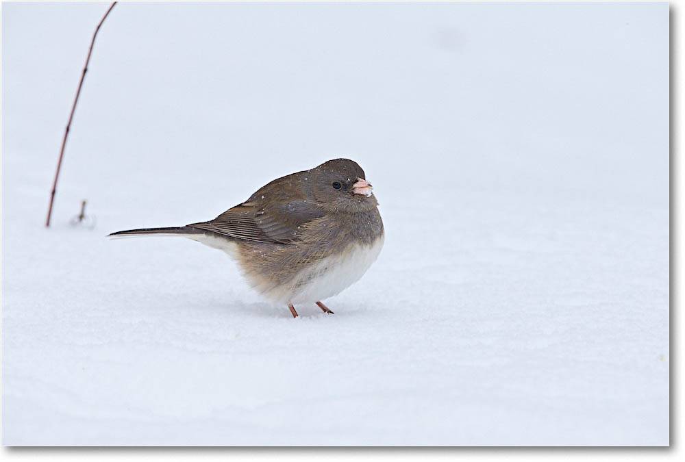 JuncoDarkEyed_Virginia_2016Jan_1DXA3042 copy