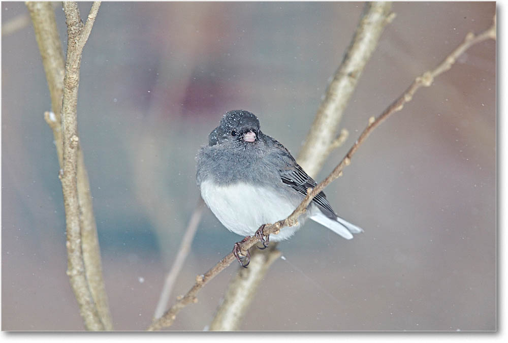 JuncoDarkEyed_Virginia_2016Jan_1DXA3109 copy