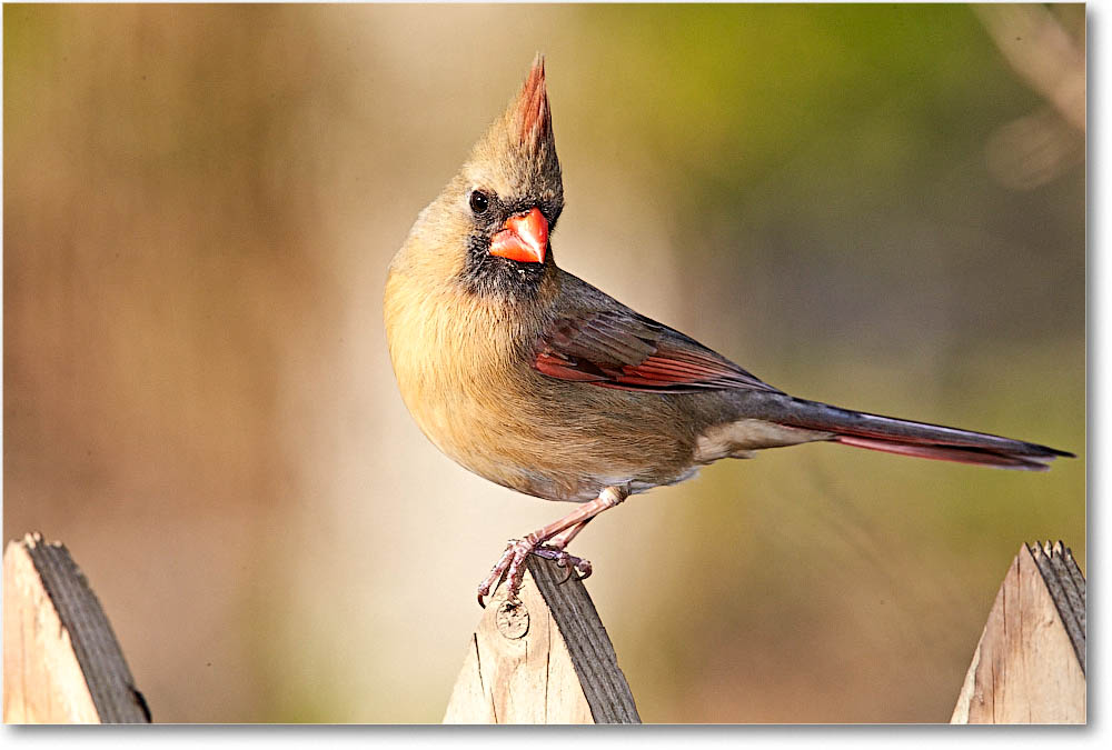 CardinalFemale_Virginia_2016Apr1DXA3638 copy
