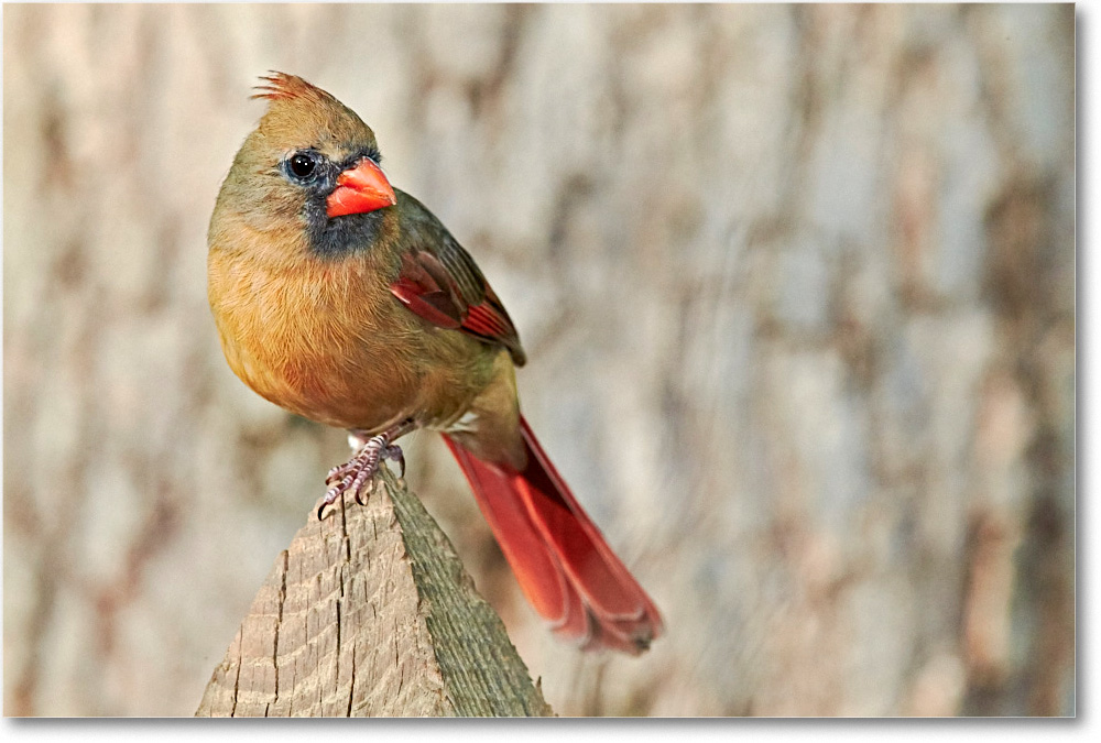 CardinalFemale_Virginia_2016Apr1DXA3828 copy
