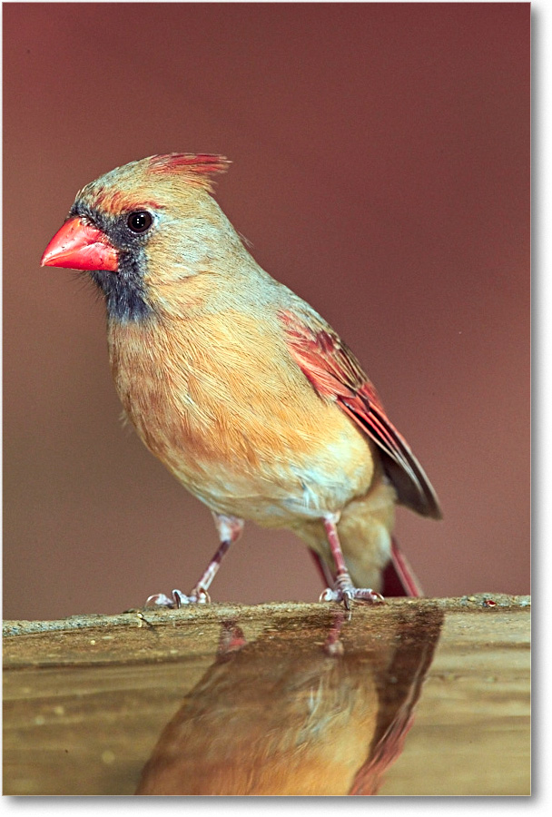 CardinalFemale_Virginia_2016Apr1DXA3982 copy
