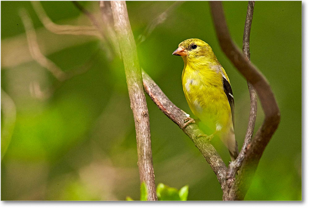 GoldFinch_Virginia_2016Apr1DXA3900 copy