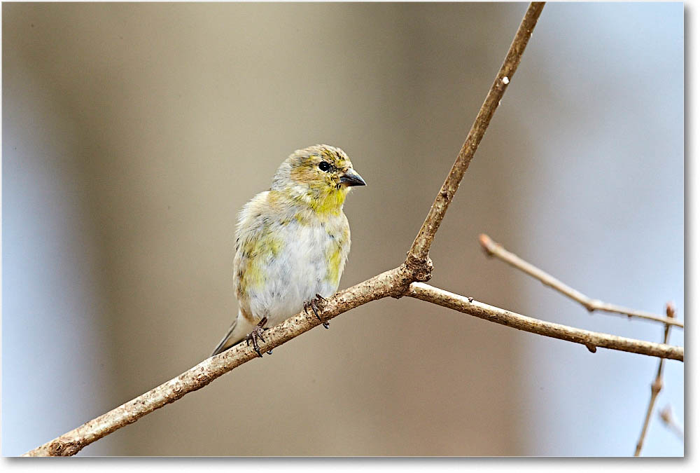 GoldFinch_Virginia_2016Mar1DXA3361 copy