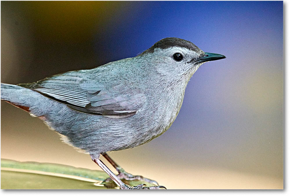 GrayCatbird_Virginia_2016May1DXA4112 copy