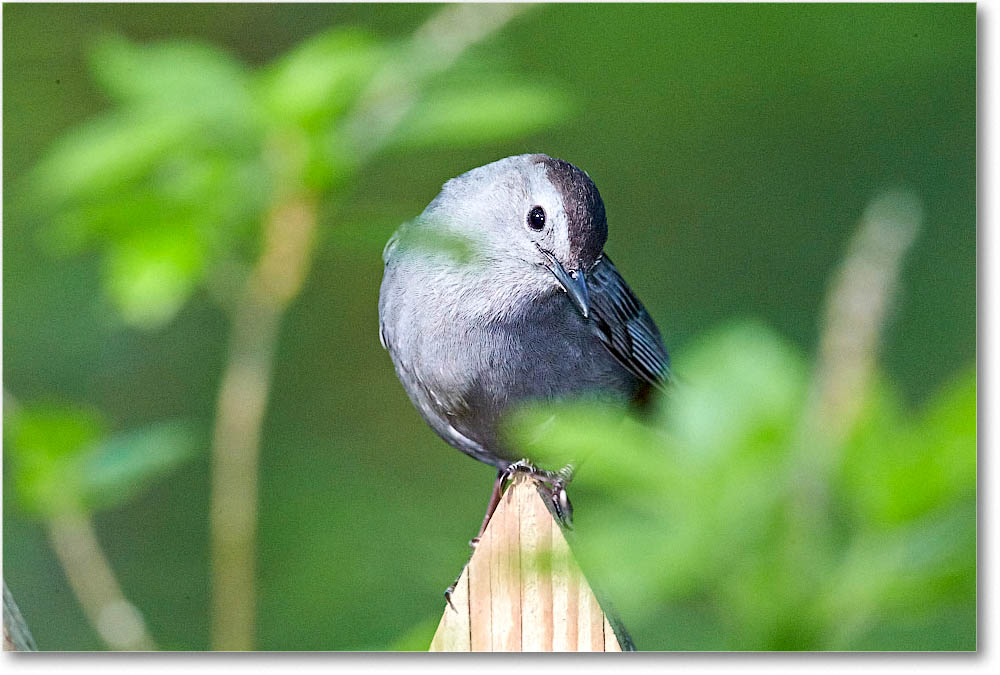 GrayCatbird_Virginia_2016May1DXA4131 copy
