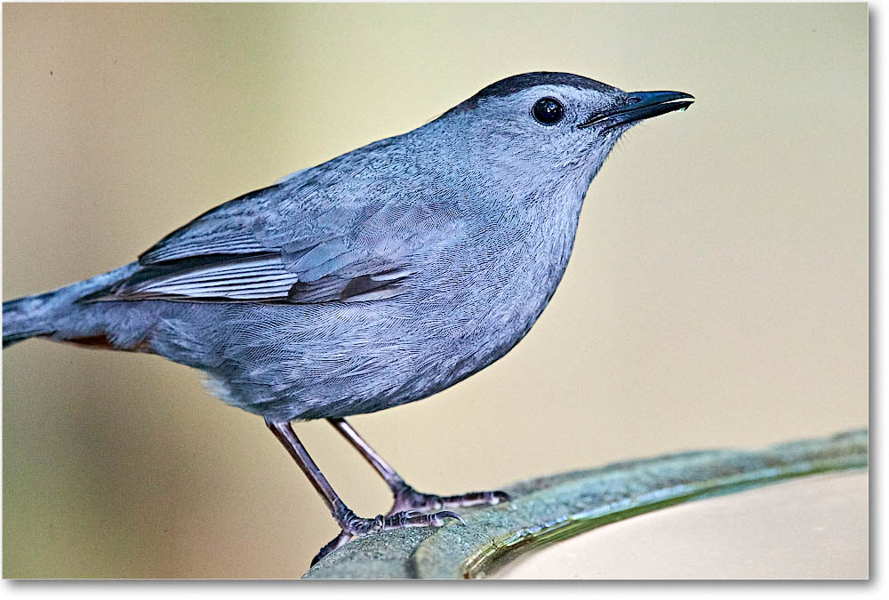 GrayCatbird_Virginia_2016May1DXA4135 copy