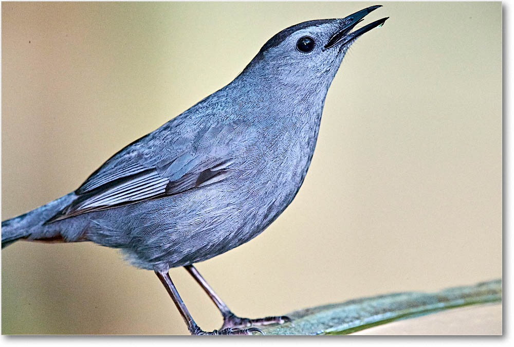 GrayCatbird_Virginia_2016May1DXA4137 copy
