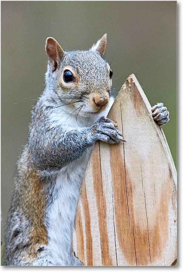 GraySquirrel_Virginia_2016Apr1DXA3564 copy