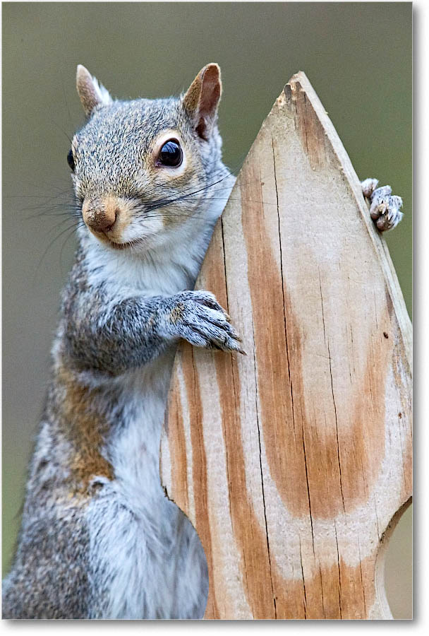 GraySquirrel_Virginia_2016Apr1DXA3580 copy
