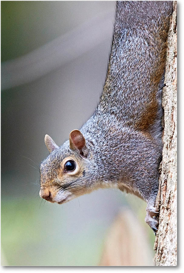 GraySquirrel_Virginia_2016Apr1DXA3596 copy